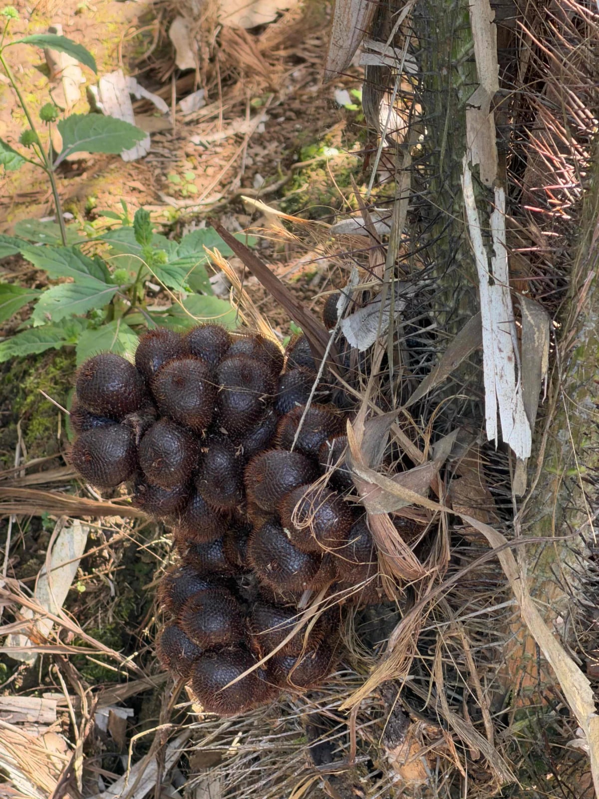 Salak 5