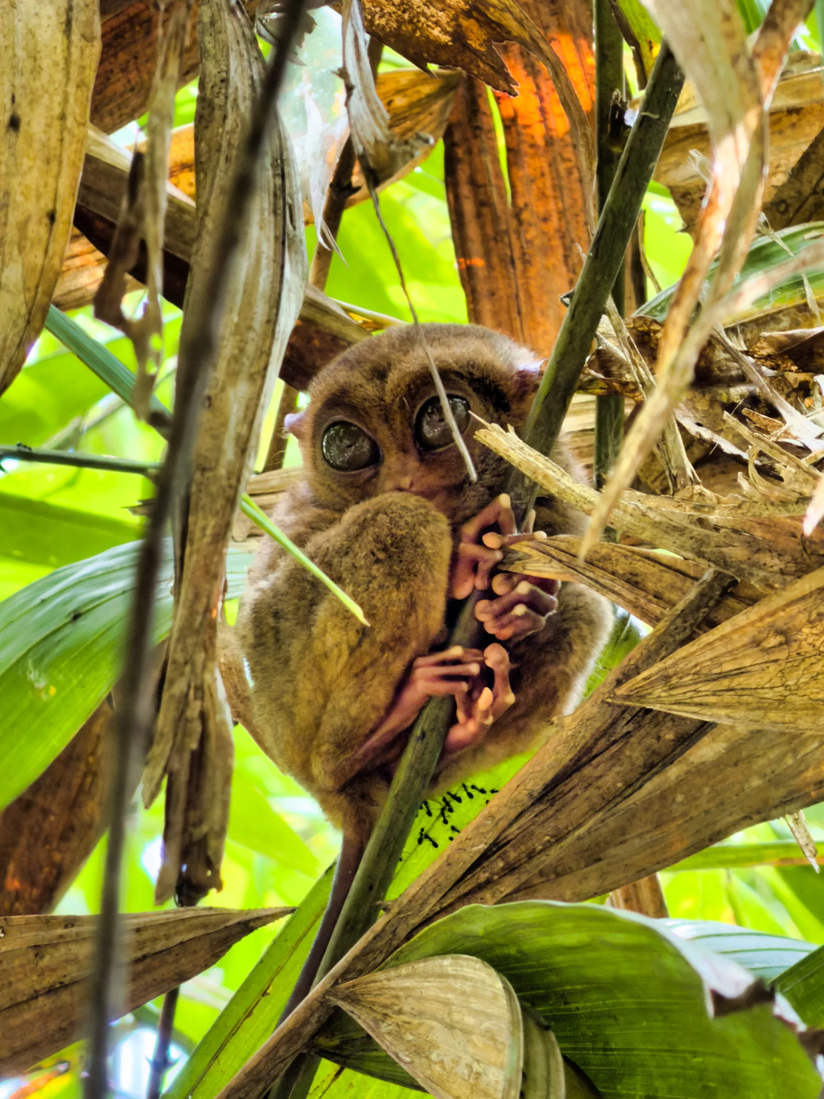 Philippine tarsier