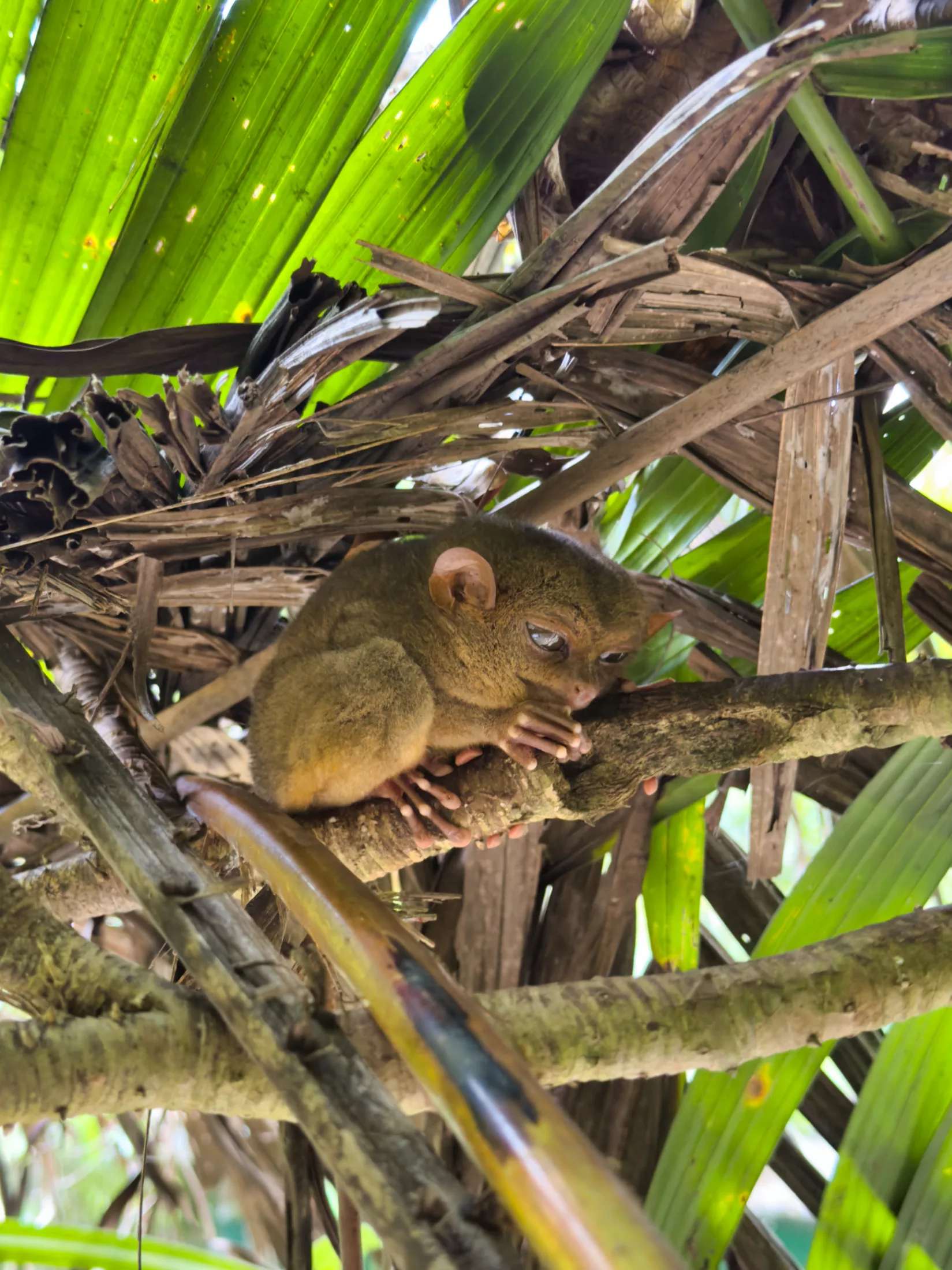 Philippine tarsier